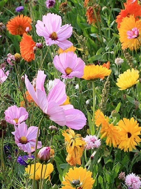 ColourMax - All Season Display Flower Seed