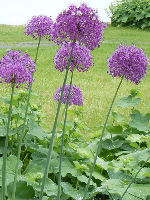 Purple Sensation Allium Bulbs