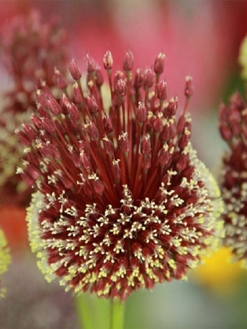 Red Mohican Allium Bulbs