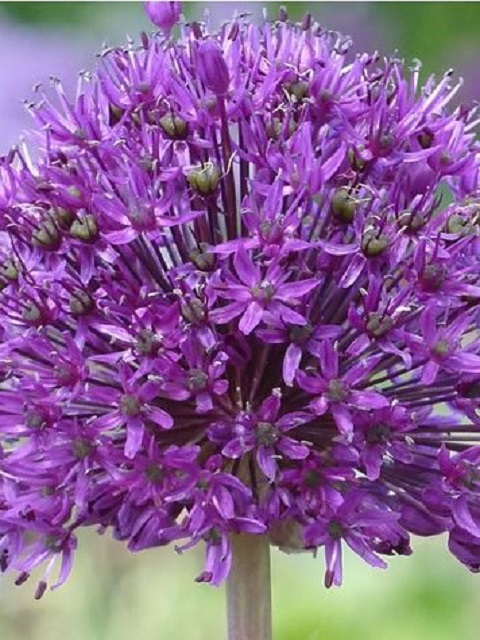  Aflatunense Allium Bulbs
