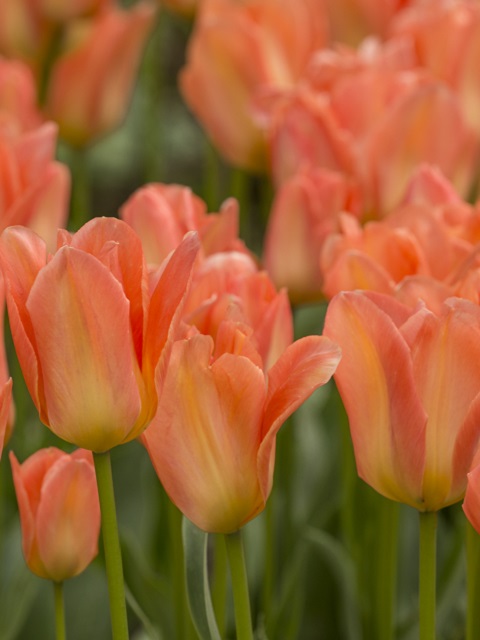 Apricot Emperor Tulip Bulbs