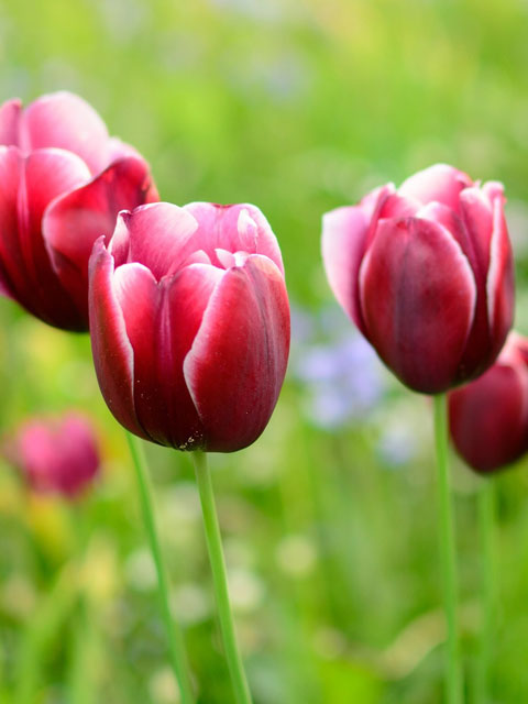 Armarni Tulip Bulbs