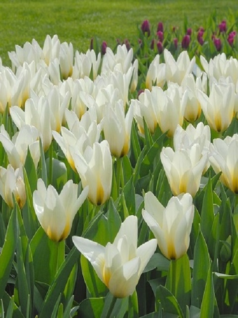 Concerto Tulip Bulbs