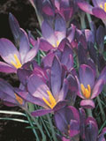 Whitewell Purple Specie Crocus Bulbs
