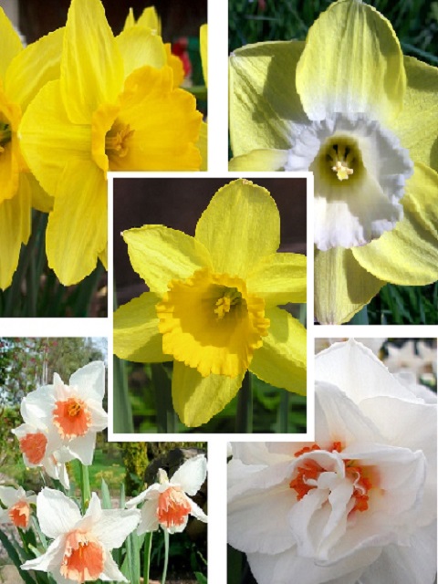 Daffodil Surprise Bulb Collection