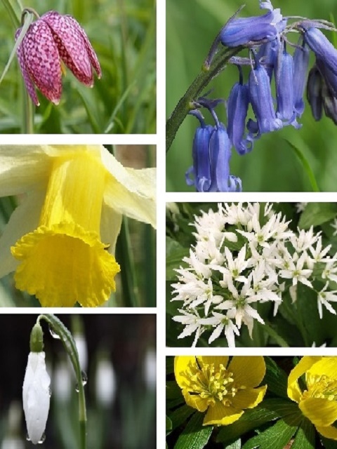 Deluxe Wildflower Bulb Collection