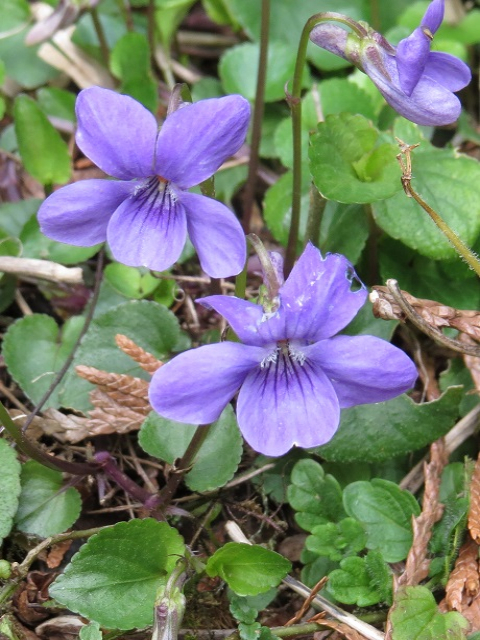 Violet, Dog (Viola riviniana) Plant