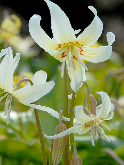 Erythronium White Beauty Bulbs