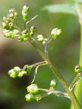 Figwort, Common (Scrophularia nodosa) Plant