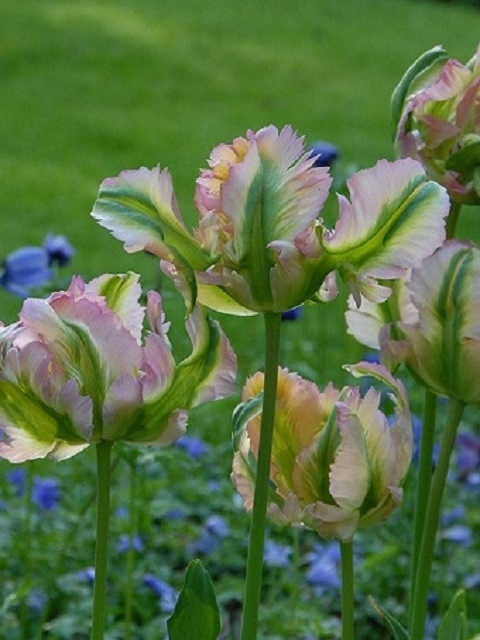 Green Wave Tulip Bulbs