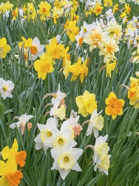 Growers Delight Daffodil Bulb Collection