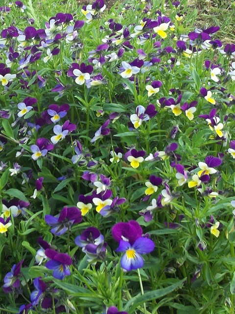 Heartsease (Viola tricolor) Plants