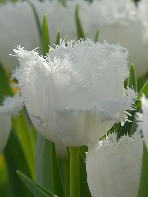 Honeymoon Tulip Bulbs