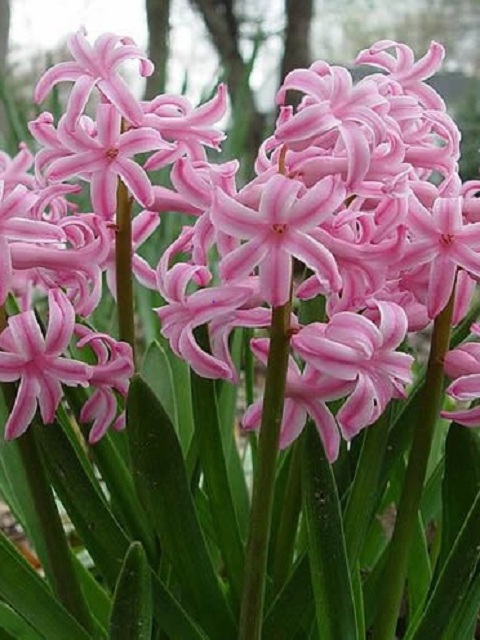 Fondant Hyacinth Bulbs