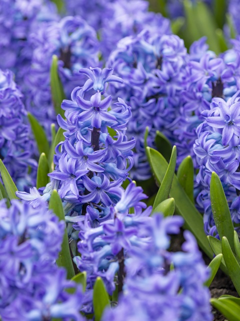 Aqua Hyacinth Bulbs 