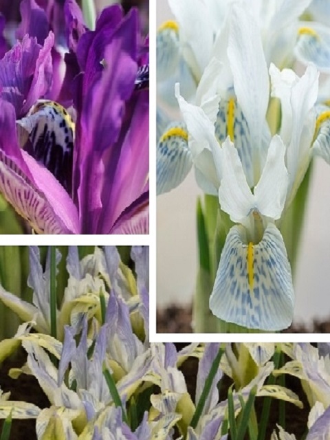 Iris Surprise Bulb Collection 