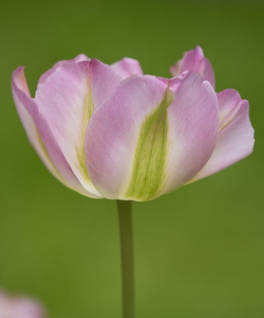 Greenland Tulip Bulbs