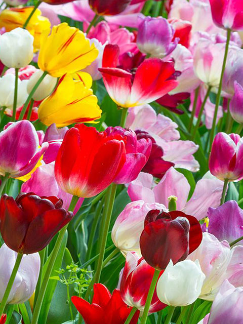 Mixed Colours Tulip Bulbs