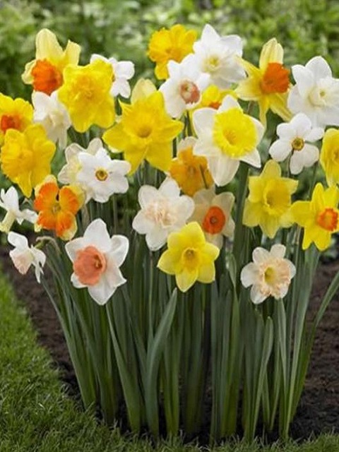 Mixed Daffodil Bulbs 