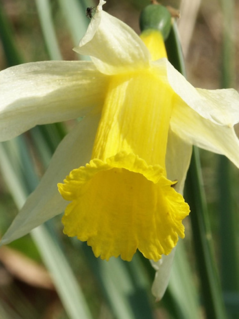 Wild Daffodil Bulbs 'In The Green' (Narcissus pseudonarcissus)