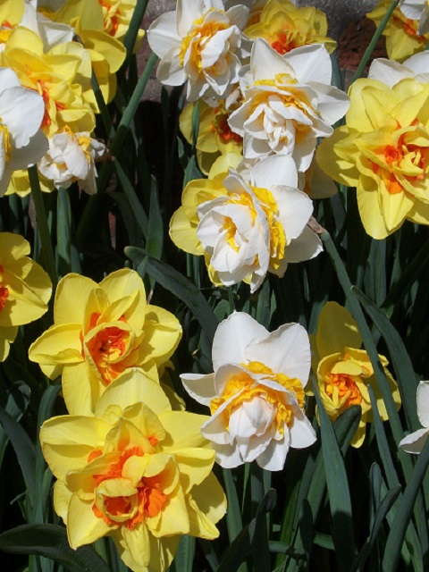 Mixed Double Narcissi Bulbs 