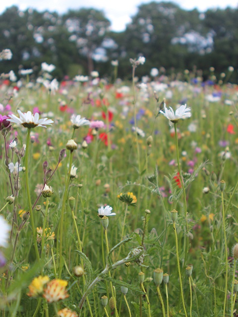 Native Enriched Wildflower Turf®