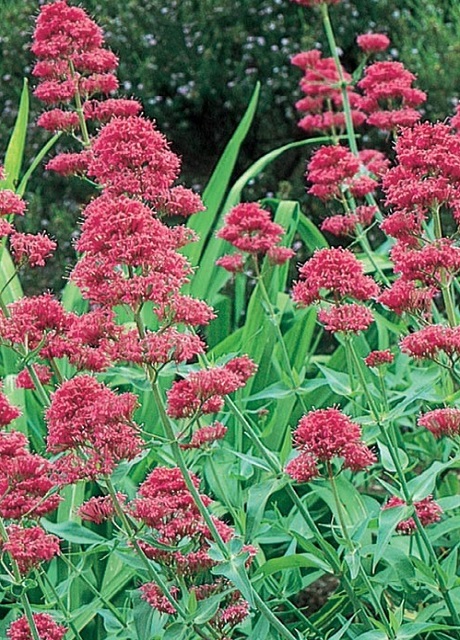 Valerian, Red (Centranthus ruber) Plant