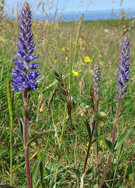 Speedwell, Spiked (Veronica spicata) Plant