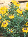 Wallflower, Wild (Cheiranthus cheriri) Plant