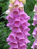 Foxglove, Wild (Digitalis purpurea) Plant