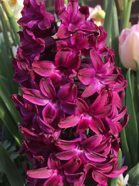 Woodstock Hyacinth Bulbs