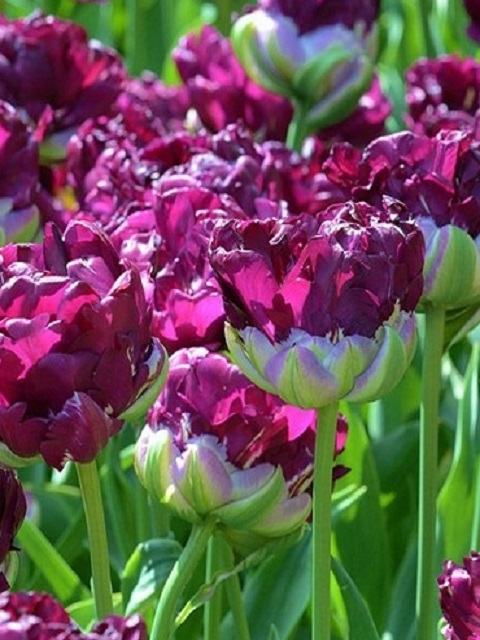 Wow Tulip Bulbs