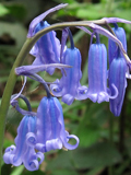 Bluebell Bulbs 'In The Green' (Hyacinthoides non-scripta)