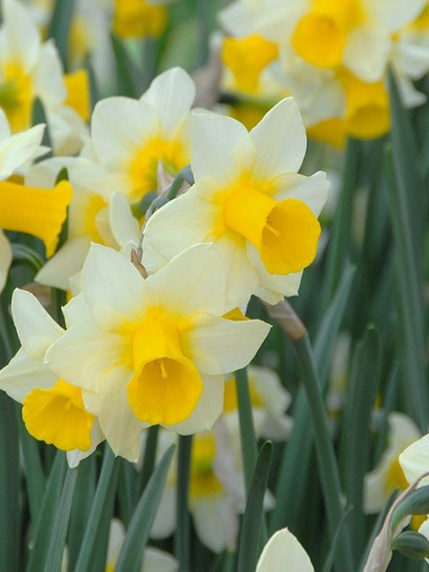 Golden Echo Daffodil Bulbs