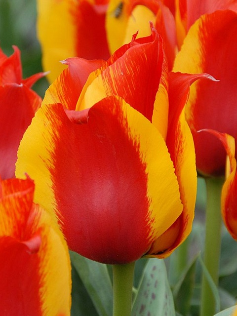 Kiev Tulip Bulbs