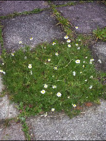 Chamomile, Lawn (Anthemis nobilis) Plant