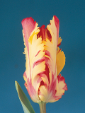 Flaming Parrot Tulip Bulbs