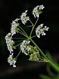 Cow Parsley (Anthriscus sylvestris) Seeds