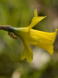 Tenby Daffodil Bulbs 'In The Green' (Narcissus obvallaris)