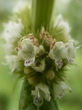 Gypsywort (Lycopus europaeus) Plant