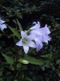 Bellflower, Nettle-leaved (Campanula trachelium) Plant