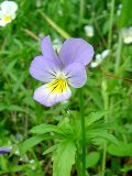 Pansy, Wild (Viola tricolor) Plants