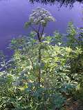 Angelica, Wild(Angelica sylvestris) Plant