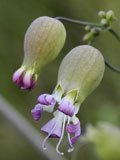 Campion, Bladder (Silene vulgaris) Plant