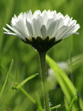 Common Daisy (Bellis perennis) Plant
