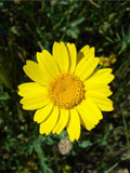 Marigold, Corn (Chrysanthemum segetum) Plant