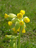 Cowslip (Primula veris) Plant