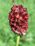 Burnet, Great (Sanguisorba officinalis) Plant
