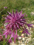 Knapweed, Greater (Centaurea scabiosa) Plant