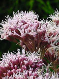 Agrimony, Hemp (Eupatorium cannabinum) Plant